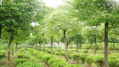 標準苗木種植基地