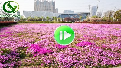 市政花卉景觀花海視頻