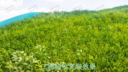 廣東省新興縣山體滑坡邊坡植草