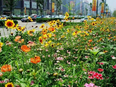 城市景觀野花組合