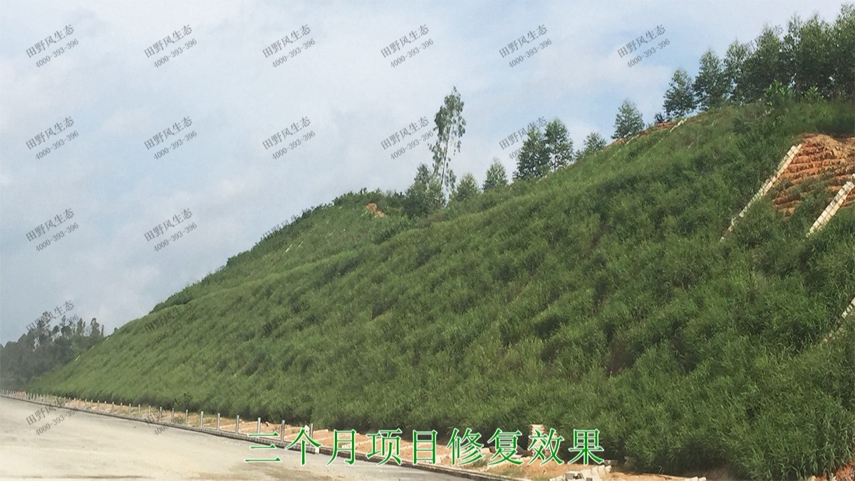 汕湛高建揭博段高速公路邊坡復綠