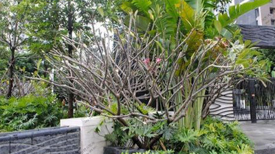 廣州頤德公館小區植物養護案例