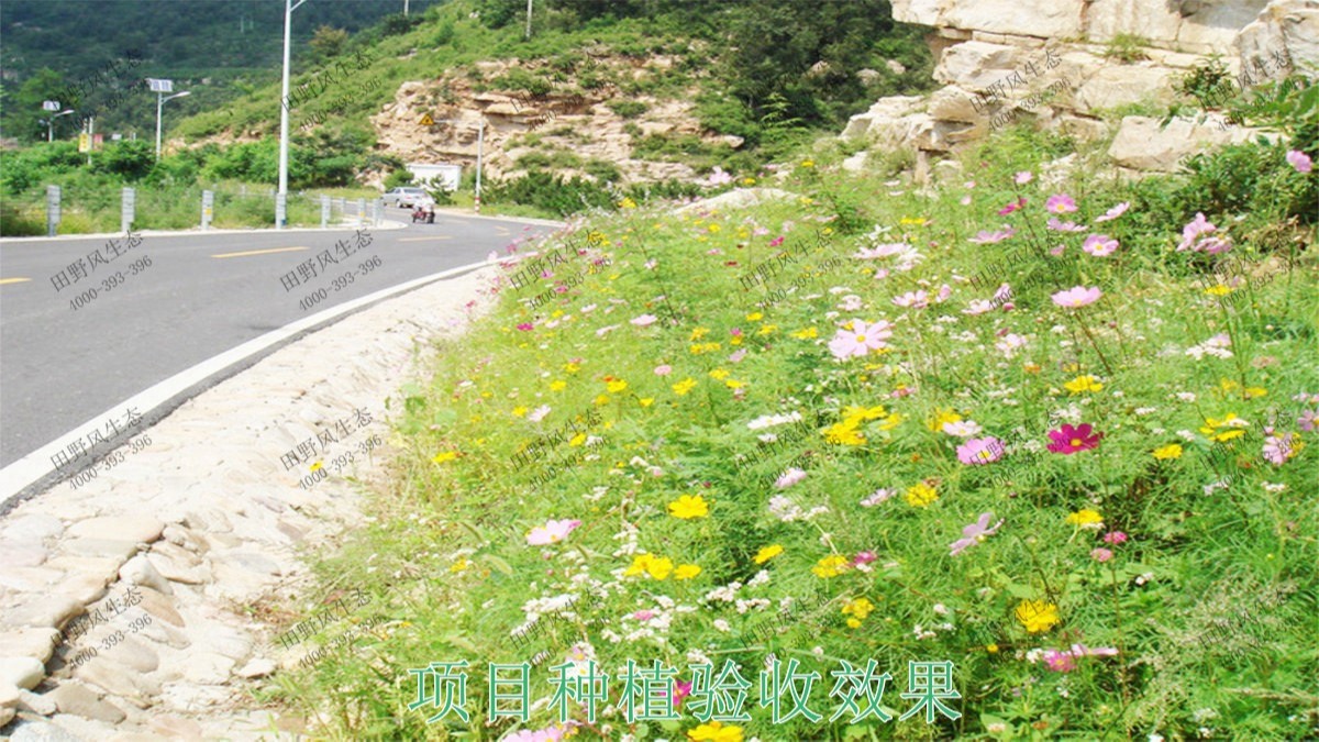 廣州海珠湖濕地公園花海工程