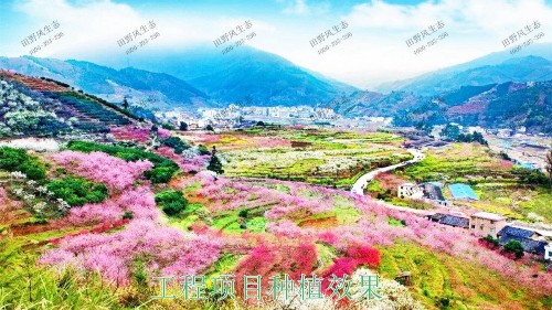 廣東丹霞山國家森林公園花海工程