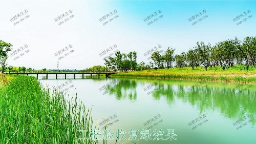 中山翠享濕地公園河道邊坡植草